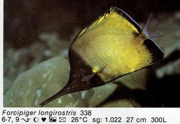 Forcipiger longirostris